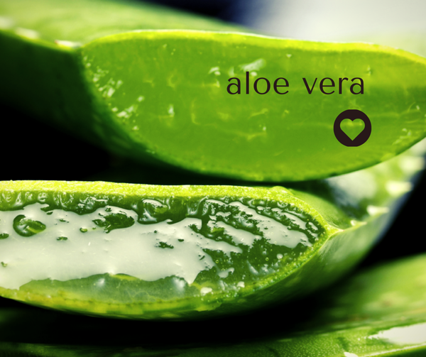 Infusión frutal Aloe Vera